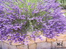 Lavandula Officinalis